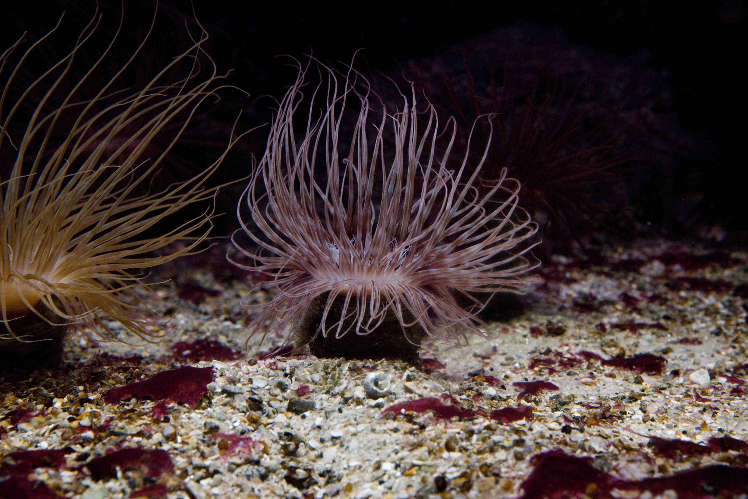 Le Croisic oceanárium